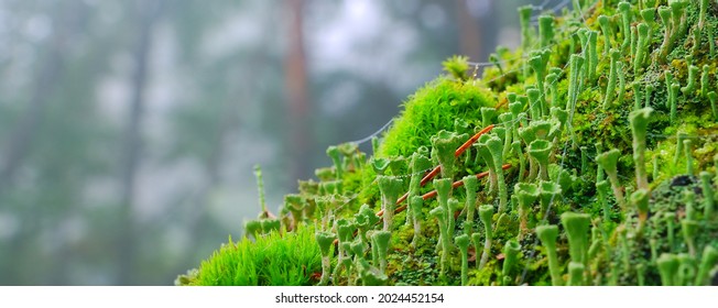 Forest Floor Of Bright Green Lichen (Cladonia Fimbriata), Close-up. Northern Forest, Swamp. Ecology, Ecosystem, Environmental Conservation, Pure Nature. Science, Education Concepts