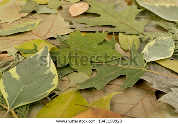 Forest Floor Camouflage Colors Birch Oak Stock Photo Edit Now