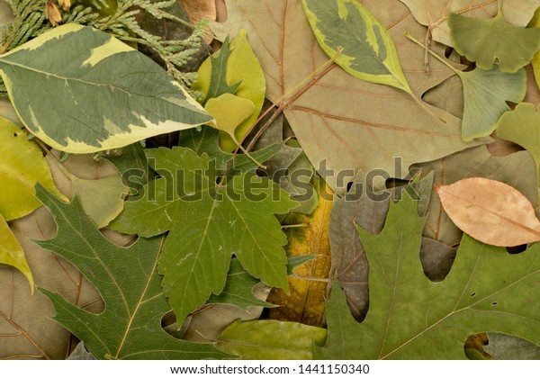 Forest Floor Camouflage Colors Birch Oak Stock Photo Edit Now
