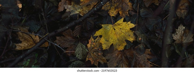 Forest floor of colorful green, brown, yellow, golden leaves. Dark atmospheric landscape. Autumn colors. Nature, seasons, ecology - Shutterstock ID 2197653523