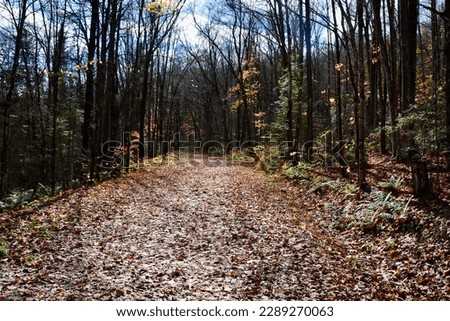 Forest floor covered in fallen leaves along Arrowhead Lake hiking trail during Fall