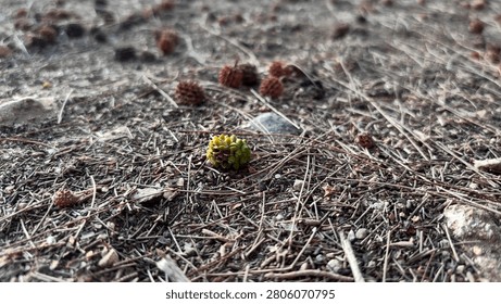 Forest floor covered in fallen pine needles with scattered pine cones