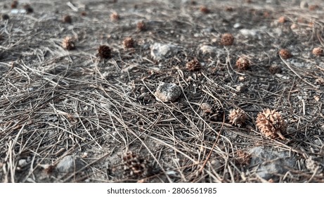 Forest floor covered in fallen pine needles with scattered pine cones