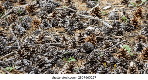 Forest floor covered with fallen pine cones, dry needles, and scattered branches, creating a natural woodland texture ideal for ecology, forestry, and seasonal background concepts.