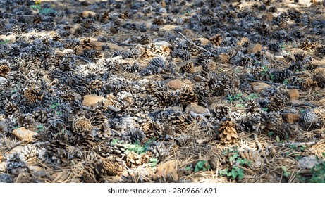 Forest floor covered with fallen pine cones and dry needles, creating a natural woodland texture that reflects the seasonal cycle of an evergreen conifer forest.