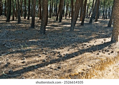 A forest floor covered with pine cones and needles, with tall pine trees casting long shadows in the sunlight. - Powered by Shutterstock