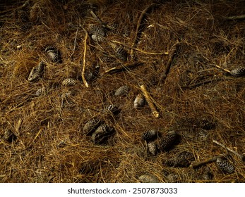 A forest floor covered with a thick layer of dry pine needles, among which are scattered several fallen pine cones and small branches. Golden and brown tones dominate the scene, creating a rich and wa - Powered by Shutterstock