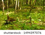 The forest floor with decaying fallen tree covered with green moss in Parnell Tower Park within the Kettle Moraine Glacial area of eastern Wisconsin with light flooding sporadically through the canopy