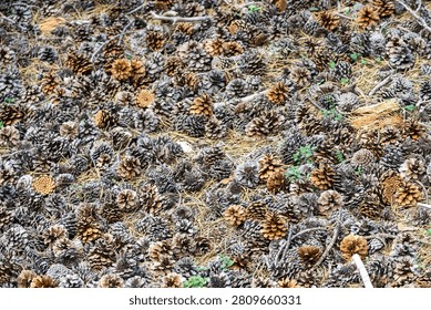 Forest floor densely covered with fallen pine cones and dry pine needles, creating a rich natural texture for woodland, forestry, ecology, and seasonal background concepts.