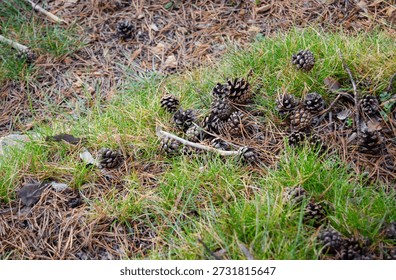 Forest Floor with Fallen Pine Cones – Macro Shot