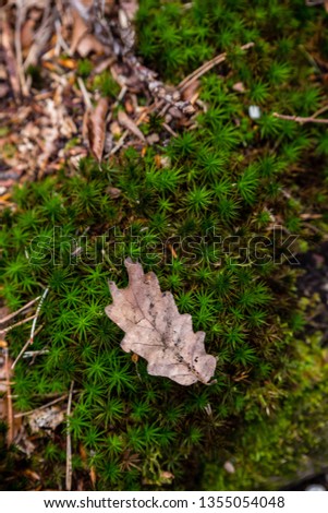 forest floor leaf on moss Stock foto © 