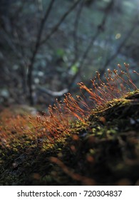 forest floor macro                               