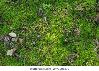 Forest floor with moss, fallen leaves and pine needles viewed from above - Powered by Shutterstock