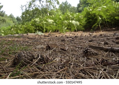 Forest floor with pine cones and pine needles littering with contrasting ferns and green plants in background