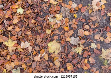 The Forest Floor In Riis Skov In Aarhus, Denmark As Of 1st November 2018.