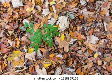 The Forest Floor In Riis Skov In Aarhus, Denmark As Of 1st November 2018.