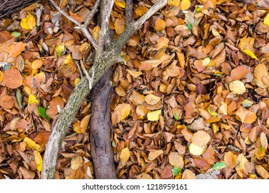 The Forest Floor In Riis Skov In Aarhus, Denmark As Of 1st November 2018.