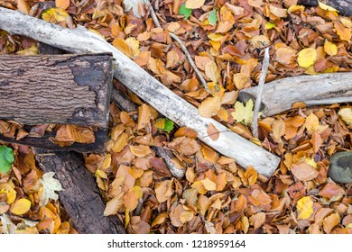 The Forest Floor In Riis Skov In Aarhus, Denmark As Of 1st November 2018.