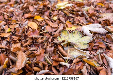 The Forest Floor In Riis Skov In Aarhus, Denmark As Of 1st November 2018.