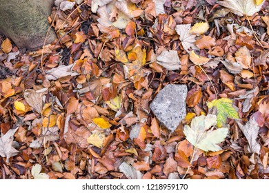 The Forest Floor In Riis Skov In Aarhus, Denmark As Of 1st November 2018.