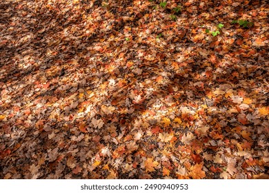 Forest Floor with Shadows of Branches and Fallen Leaves - Powered by Shutterstock