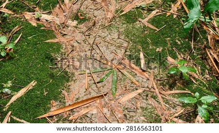 Forest floor showing a top-down view of a forest floor covered in green moss, scattered dry bamboo leaves, twigs, and a single dried bamboo leaf arranged in a star-like...