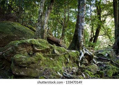 Forest floor vegetation, Tree roots and moss in the Blue Mountains in Australia.