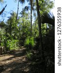Forest in Florida