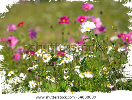 Foto Bild Mohn in Blumenwiese Natur