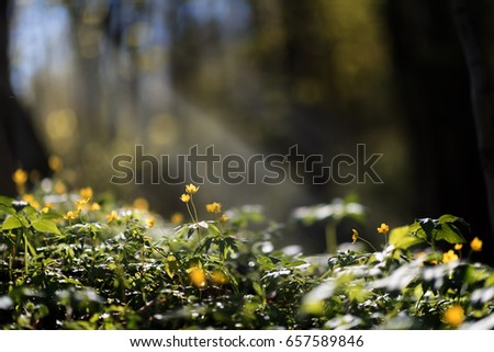 Forest flowers, spring flowers, small yellow flowers, a glade of flowers in the forest undet the sun beam