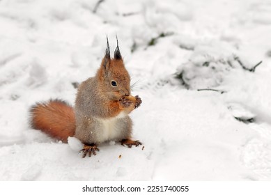 A forest fluffy squirrel gnaws on an oak acorn in a winter park.