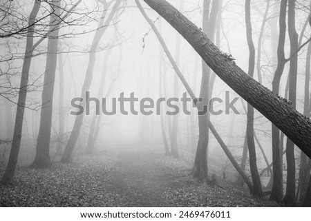 Similar – Image, Stock Photo Lost Forest Fog Tree