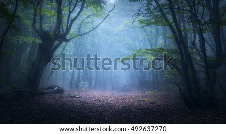 Forest in fog. Fall woods. Enchanted autumn forest in fog in the morning. Old Tree. Landscape with trees, colorful green and red foliage and blue fog. Nature background. Dark foggy forest