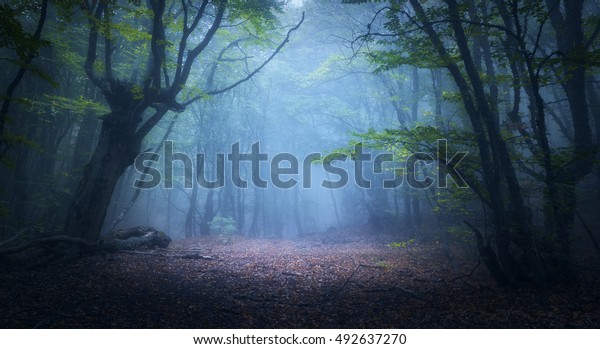 Forest Fog Fall Woods Enchanted Autumn Stock (Edit Now)