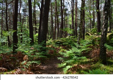 The Forest Of Fontainebleau, France