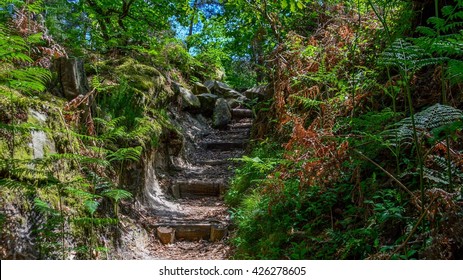 The Forest Of Fontainebleau, France