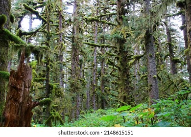 Forest of Fort Abercrombie State Historic Park on Kodiak Island, Alaska, United States  