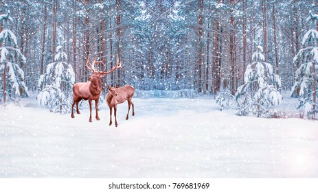 Forest Frost Winter Landscape Snow Covered Stock Photo 769681969 ...