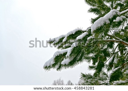  forest in the frost. Winter landscape. Snow covered trees