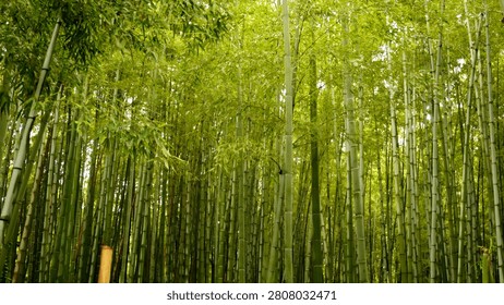 a forest full of bamboo