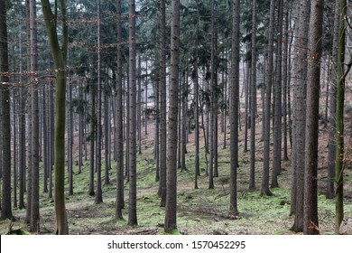 Forest Full Of Conifers In Winter Without Snow