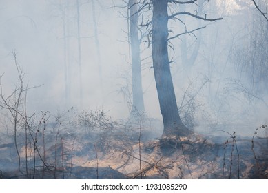 262,222 Dead forest Images, Stock Photos & Vectors | Shutterstock