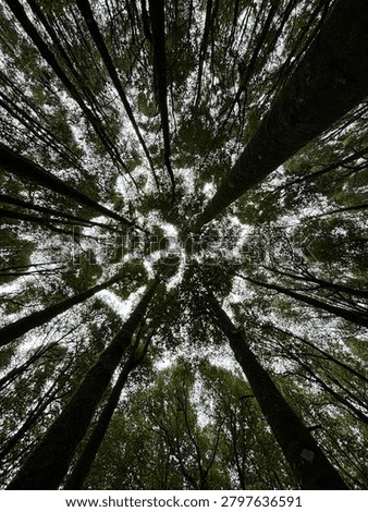 A forest full of tranquility