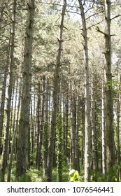 forest full of trees