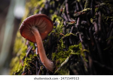 Forest fungi growing on mossy tree trunks. Tiny brown mushrooms live on rotten dead wood in the forest. Concept for biology and biodiversity. - Powered by Shutterstock