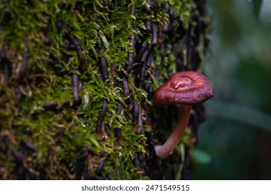 Forest fungi growing on mossy tree trunks. Tiny brown mushrooms live on rotten dead wood in the forest. Concept for biology and biodiversity. - Powered by Shutterstock