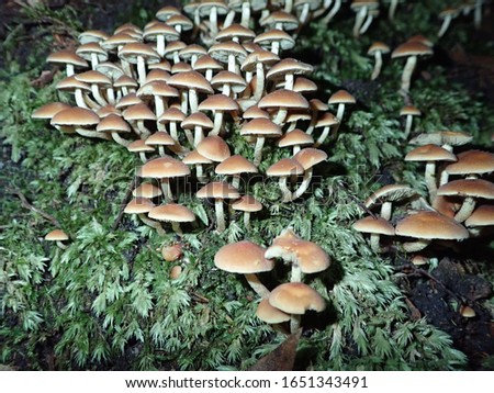 Forest of fungi on decomposing wood