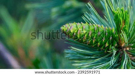 Forest Gems: Pine Cones Hanging in Unity
