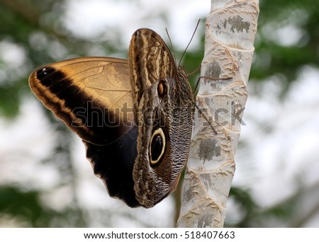 Similar – weiße punkte Schmetterling