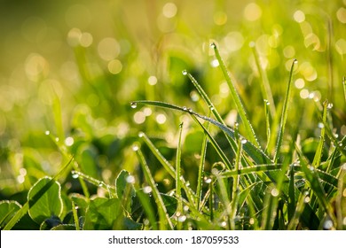 forest glade  close up with shiny blur of wet grass in the warm sun light Stock Photo
